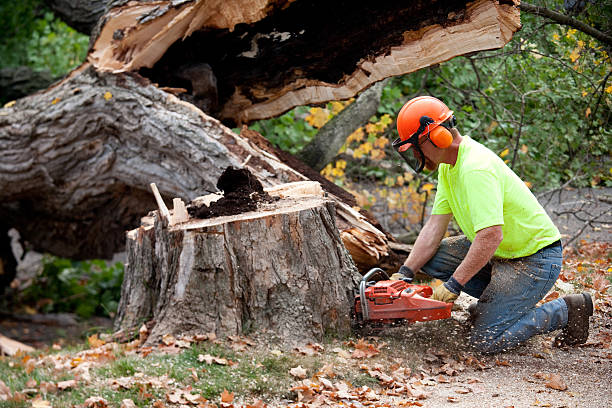 Best Seasonal Cleanup (Spring/Fall)  in Yorkshire, VA